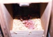 Nest Box Full of Babies
